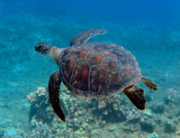 Young Turtle Flying