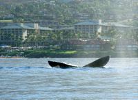 15-Jan-24 Kayak Whale Watch Scott and Sylvie