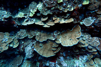 16-May-20 Porites Monticulosa Plate Coral