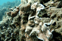 16-May-20 Montipora Capitata Rice Coral