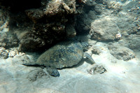 10-May-25 Turtles Bambi