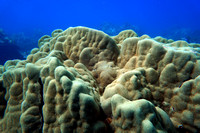 16-May-20 Porites Lobata, Evermanni Lobe Coral