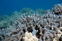 16-May-20 Porites Compressa Finger Coral