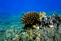 16-May-20 Pocillapora Meandrina Branching Coral