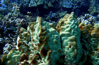 16-May-20 Coral Disease
