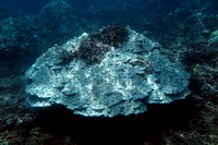 16-May-20 Coral Bleaching