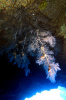 16-May-20 Antipathes Griggi Black Coral