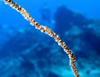 16-May-20 Cirrhipanthes Anguina Wire Coral