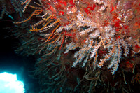 16-May-20 Carijoa Riisei Snowflake Coral