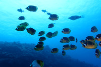 18-May-24 Molokini Reef's End ALEX Shots